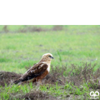 گونه سنقر تالابی Western Marsh Harrier